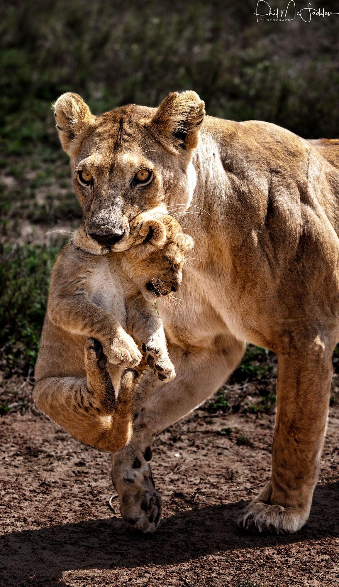 Lioness carrying her small cub across the plain