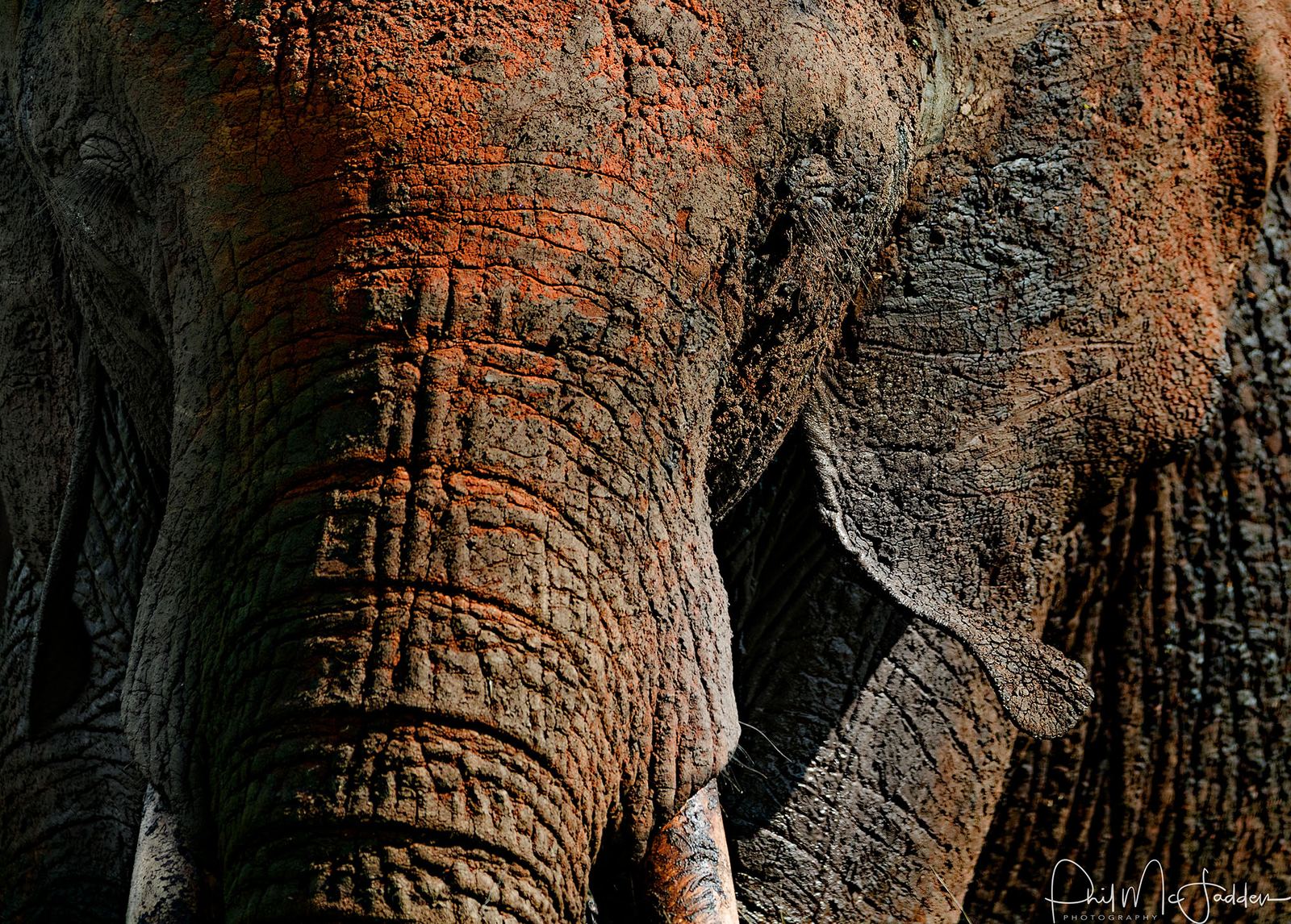 Elephant mother with young calf in Tarangire